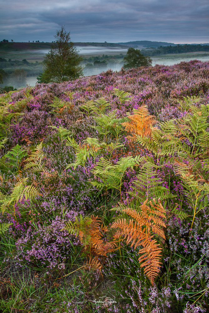 Rockford Common, Ferns & Heather